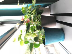 Josh saphire_03 Woonplant van de maand december Anthurium | Indoor planten | Huiskamerplant | Woonplant | winterharde plant | Artstone | Artstone planter | Tuinieren | planten | planttips | Easy gardening | tuinblog | plantinfo